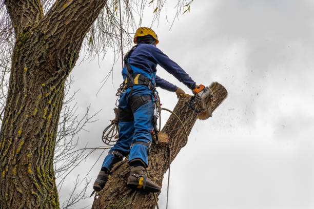 Trusted Surf City, NC Tree Service Experts